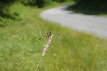 150703_dragonfly.jpg
