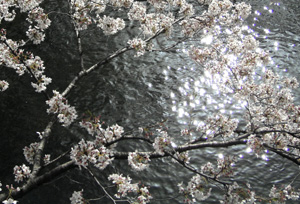060408_shining_cherry_blossoms.JPG