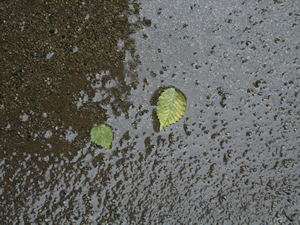 060917_swimming_leaves.jpg