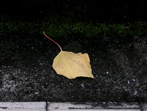 061119_fallen_leaf.JPG