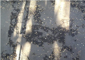 061121_pavement.jpg