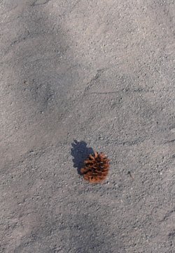 061123_pinecone.JPG