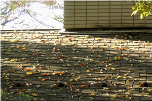 061124_roof.jpg