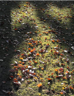 061125_fallen_leaves.jpg