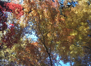 071206_autumn_colors.JPG