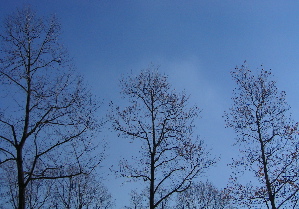 071208_trees.JPG