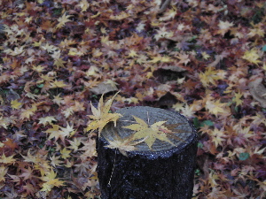 071210_autumn_leaves.JPG