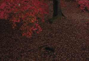 071211_autumn_leaves.JPG