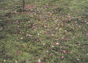 071212_autumn_leaves.JPG