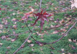 071213_autumn_leaves.JPG