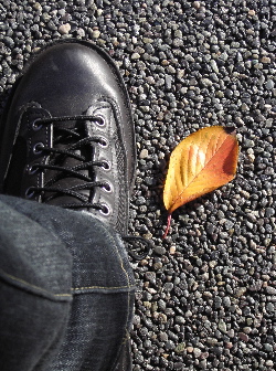 071218_autumn_leaf.JPG