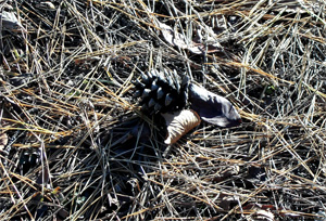 071225_pinecone.jpg