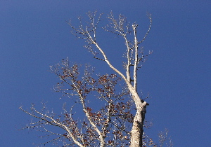 071227_winter_tree.JPG