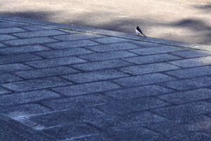 071228_wagtail.jpg