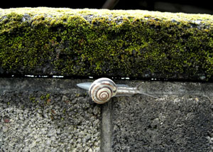 080623_snails.jpg
