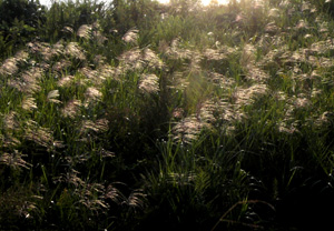 081005_pampas_grass_a.jpg