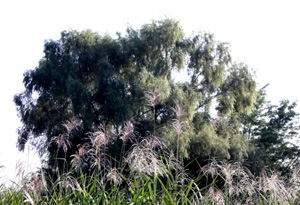 081005_pampas_grass_b.jpg