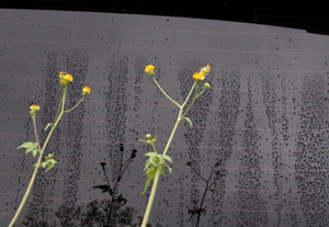 081006_rainy_flowers.jpg