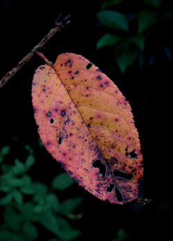 081007_leaf.jpg