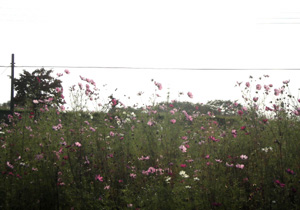081013_cosmos.jpg