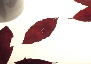 081020_leaves.jpg