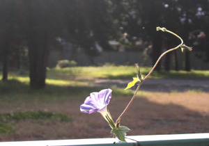 081030_flower.jpg