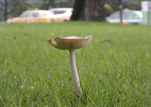 090704_mashroom.jpg
