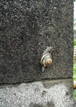 090706_snail.jpg
