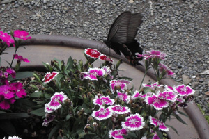 090711_butterfly.jpg