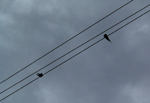 090715_swallows.jpg