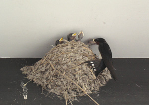 090724swallows.jpg