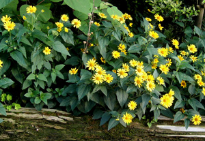 090806_yellow_flowers.jpg