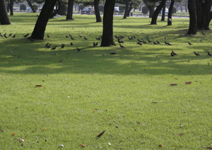 090812_gray-starlings.jpg