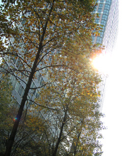 091121_autumn_trees.jpg