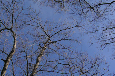 100106_winter_trees.jpg