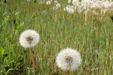 100506_the-fluff-of-a-dandelion.jpg