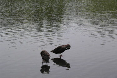 100509_ducks.jpg