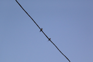 100510_swallows.jpg