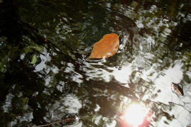 100511_leaf.jpg