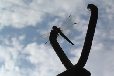 101007_dragonfly.jpg