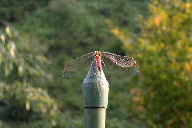 101008_dragonfly.jpg