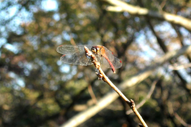 101104_red_dragonfly.jpg