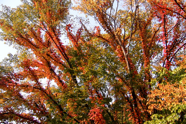 101108_autumn_color.jpg