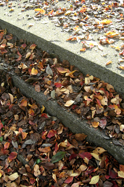 101109_dead_leaves.jpg