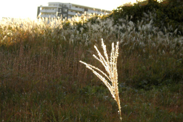 101119_pampas_grass.jpg