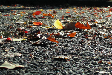 101124_fallen_leaves.jpg