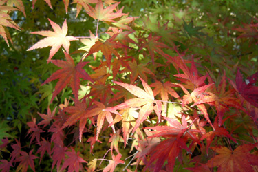 101129_autumn_leaves.jpg