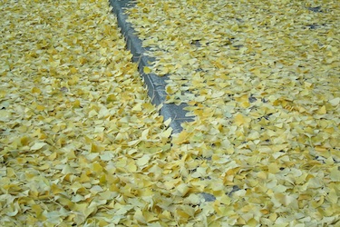 101201_ginkgo.jpg