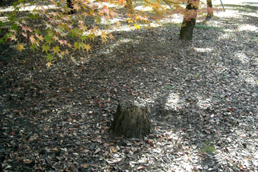101205_stump.jpg