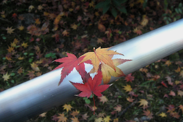 101206_red_leaves.jpg